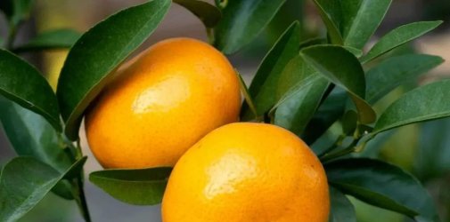 进口老挝柑橘植物检疫要求！