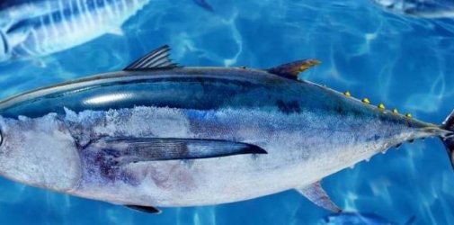 解读进口金枪鱼标准申报流程