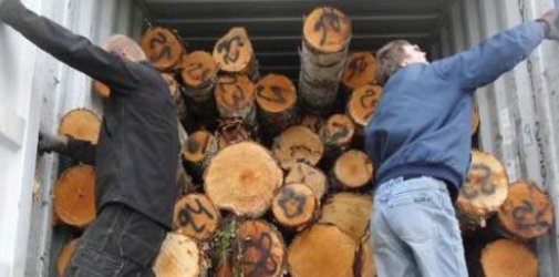 浅述木材进口清关指南及注意要素