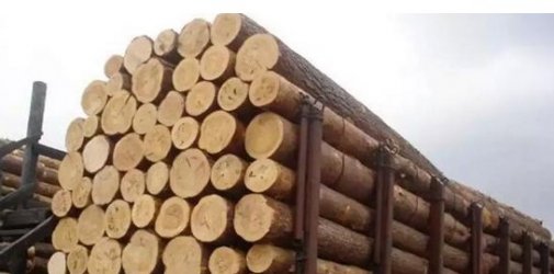 说说关于近期进口木材清关的那点事