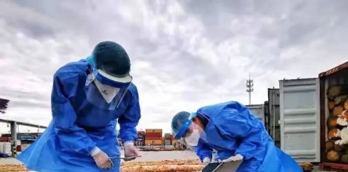 浅谈关于进口木材过程的那点事！